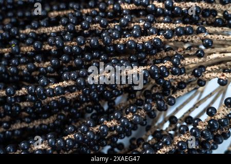 Acai-Beeren-Obstbunch aus nächster Nähe im Amazonas-Regenwald, Brasilien während der Ernte. Selektiver Fokus. Konzept der Ernährung, Biodiversität, Ökologie, Umwelt Stockfoto