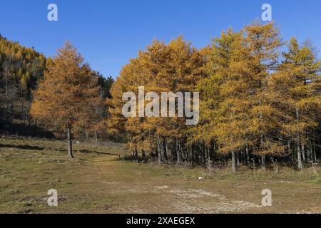 Nahaufnahme einer Gruppe gelber Lärchen in Alpenbergen am sonnigen Herbsttag Stockfoto