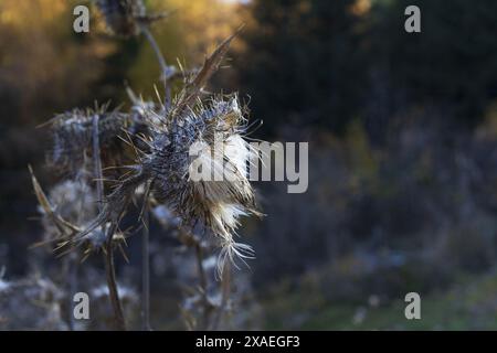 Nahaufnahme der Distelpflanze im Herbstwald bei Abendsonnenlicht, botanische Fotografie mit Kopierraum und verschwommenem Hintergrund Stockfoto