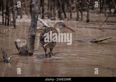 Klapper Rail in der Mangrove Stockfoto