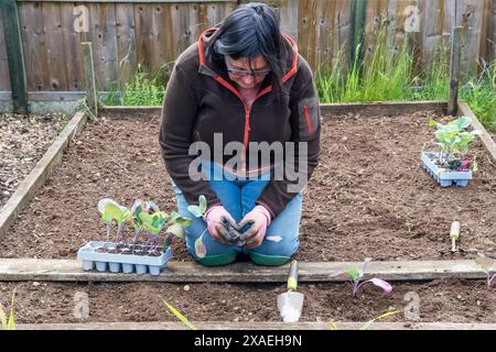 Frau, die Kohl 'Durham Early', Brassica oleracea, Frühlingskohl in ihrem Kleingarten oder Gemüsegarten pflanzt. Stockfoto