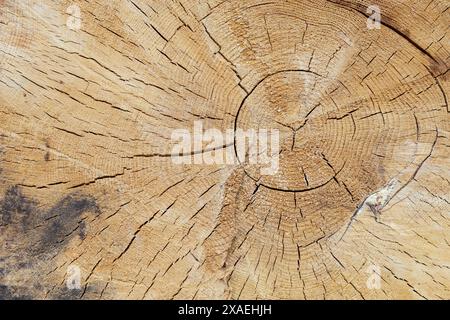 Nahaufnahme eines Nadelbaumstammes mit Jahresringen und Rissen Stockfoto