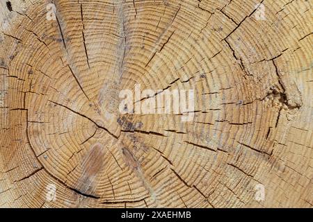 Nahaufnahme eines Nadelbaumstammes mit Jahresringen und Rissen Stockfoto