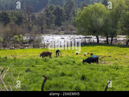 Bhutanischer Bauer mit Kühen auf seinem Feld, Chhoekhor Gewog, Bumthang, Bhutan Stockfoto