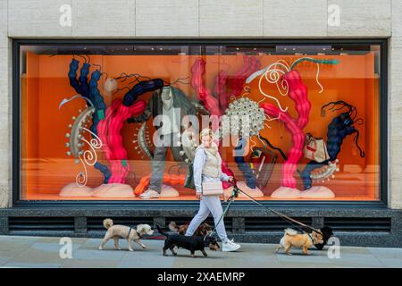 London, Großbritannien. Juni 2024. Eine Frau mit einer Allerheiligen-Tasche geht mit fünf Hunden an den Luxusläden im Time Life Gebäude in der Bond Street vorbei. Guy Bell/Alamy Live News Stockfoto