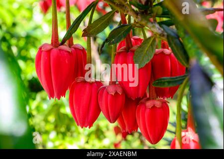 Nahaufnahme der dekorativen karminrosa Blüten des chilenischen Laternenbaums (Crinodendron hookerianum) in einem Garten in West Sussex, England. Stockfoto