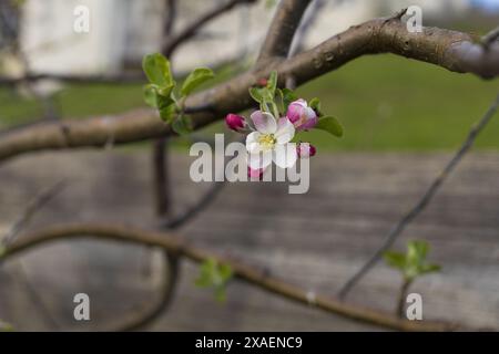 Nahaufnahme einer Apfelblüte und grüner Blätter auf einem Baumzweig Stockfoto