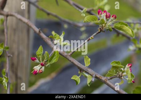 Nahaufnahme einer Apfelblüte und grüner Blätter an einem Baumzweig Stockfoto