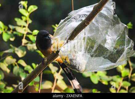 Dendrocitta vagabunda (dendrocitta vagabunda) ist ein Baumstamm, der auf dem indischen Subkontinent und angrenzenden Teilen Südostasiens beheimatet ist. Sie gehört zur Krähenfamilie Corvidae. Im Wald befindet sich eine Plastikpackung mit Nahrungsmitteln, die von Menschen in einem Baum geworfen wird, die sich in eine Falle verwandelt. Ein wilder Baumvogel versucht, das Plastik zu zerreißen, um das Essen zu fressen. Tehatta, Westbengalen, Indien. Stockfoto