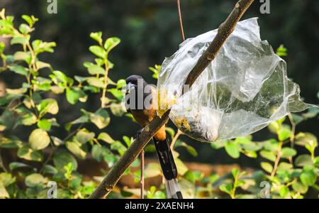 Dendrocitta vagabunda (dendrocitta vagabunda) ist ein Baumstamm, der auf dem indischen Subkontinent und angrenzenden Teilen Südostasiens beheimatet ist. Sie gehört zur Krähenfamilie Corvidae. Im Wald befindet sich eine Plastikpackung mit Nahrungsmitteln, die von Menschen in einem Baum geworfen wird, die sich in eine Falle verwandelt. Ein wilder Baumvogel versucht, das Plastik zu zerreißen, um das Essen zu fressen. Tehatta, Westbengalen, Indien. Stockfoto