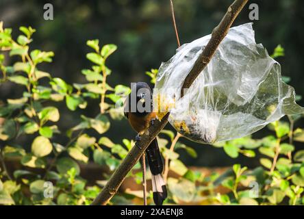 Dendrocitta vagabunda (dendrocitta vagabunda) ist ein Baumstamm, der auf dem indischen Subkontinent und angrenzenden Teilen Südostasiens beheimatet ist. Sie gehört zur Krähenfamilie Corvidae. Im Wald befindet sich eine Plastikpackung mit Nahrungsmitteln, die von Menschen in einem Baum geworfen wird, die sich in eine Falle verwandelt. Ein wilder Baumvogel versucht, das Plastik zu zerreißen, um das Essen zu fressen. Tehatta, Westbengalen, Indien. Stockfoto