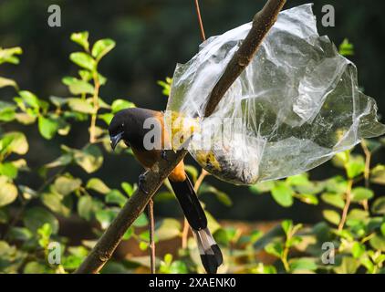 Dendrocitta vagabunda (dendrocitta vagabunda) ist ein Baumstamm, der auf dem indischen Subkontinent und angrenzenden Teilen Südostasiens beheimatet ist. Sie gehört zur Krähenfamilie Corvidae. Im Wald befindet sich eine Plastikpackung mit Nahrungsmitteln, die von Menschen in einem Baum geworfen wird, die sich in eine Falle verwandelt. Ein wilder Baumvogel versucht, das Plastik zu zerreißen, um das Essen zu fressen. Tehatta, Westbengalen, Indien. Stockfoto