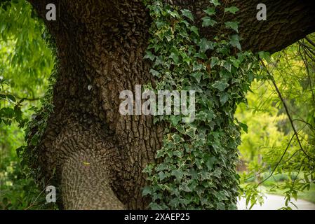 Englischer Weinanbau auf dem truk der Korkeiche Quercus suber in Kalifornien Stockfoto