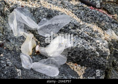 Velella velella, Seemann am Wind, auf einem Felsen am Strand in Kalifornien Stockfoto