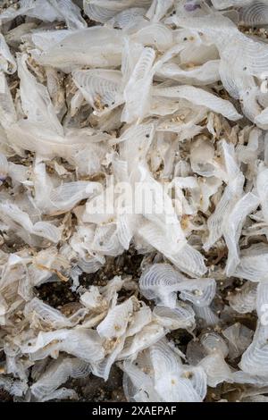 Ein Haufen Velella Velella, ein Seemann, der am Strand in Kalifornien gestrandet ist Stockfoto