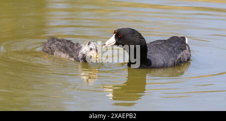 American Coot Elternteil füttert Chick mit Seetang. Grant Lake, Joseph D. Grant County Park, Santa Clara County, Kalifornien. Stockfoto