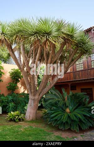 Der kanarische Drachenbaum ist ein emblematischer Baum auf Teneriffa, Spanien, 06-06-2024 Stockfoto