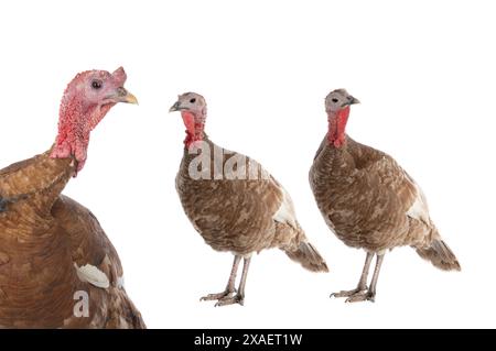 Braunes Weibchen und weibliches truthahn isoliert auf weißem Hintergrund Stockfoto