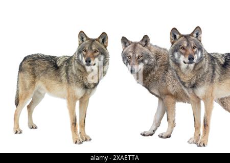 wolfs isoliert auf weißem Hintergrund Stockfoto