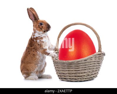 Ein gefleckter Hase steht neben einem Ei aus dem Osterkorb, isoliert auf weißem Hintergrund. Stockfoto