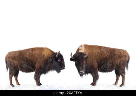 Zwei Bisons stehen im Schnee isoliert auf weißem Hintergrund. Stockfoto