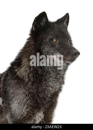 kanadischer schwarzer Wolf isoliert auf weißem Hintergrund Stockfoto
