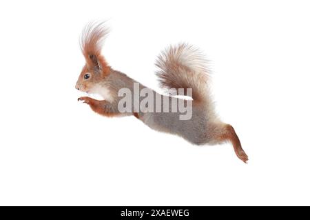 Eichhörnchen im Sprung isoliert auf weißem Hintergrund Stockfoto