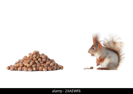 Eichhörnchen schleicht sich an Nüsse, um isoliert auf weißem Hintergrund zu essen Stockfoto
