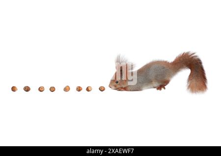 Eichhörnchen schleicht sich an Nüsse, um isoliert auf weißem Hintergrund zu essen Stockfoto