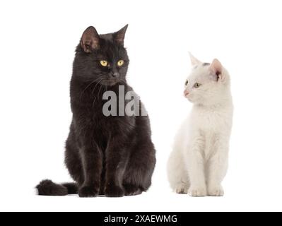 Weiße Katze und schwarze Katze isoliert auf weißem Hintergrund Stockfoto