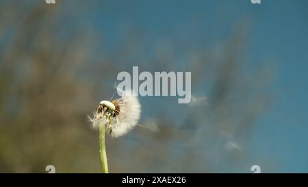 Ein Löwenzahn weht im Wind. Das Bild hat eine friedliche und beruhigende Stimmung, da der Löwenzahn ein Symbol für Hoffnung und Neuanfang ist Stockfoto