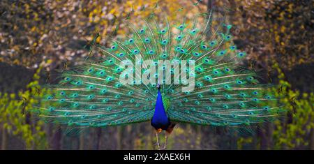 Spazierender blauer Pfau mit einem losen Schwanz im Hintergrund des Parks Stockfoto