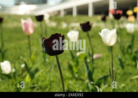 Ein Blumenstrauß mit einer schwarzen Blume in der Mitte. Die Blumen sind auf einem grünen Feld Stockfoto