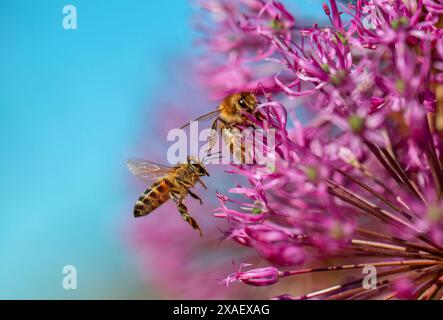 Kleine fleißige Bienen sammeln Nektar von einer violetten Blume auf einer Sommerwiese Stockfoto