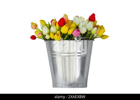 Mehrfarbige Tulpen in einem dekorativen Eimer isoliert auf weißem Hintergrund Stockfoto