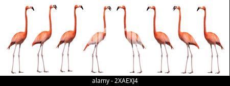 Flamingo isoliert auf weißem Hintergrund Stockfoto