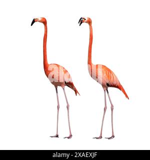 Zwei Flamingos auf weißem Hintergrund Stockfoto