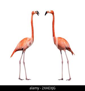 Zwei Flamingos auf weißem Hintergrund Stockfoto