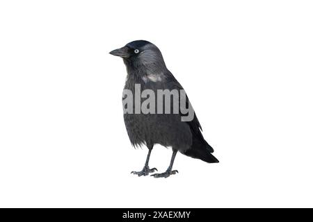 Vogeljagd isoliert auf weißem Hintergrund Stockfoto