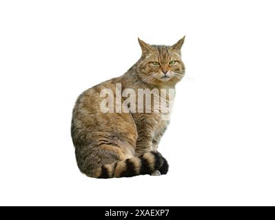 Europäische Wildkatze, felis silvestris, isoliert auf weißem Hintergrund Stockfoto