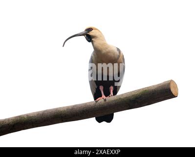 Schwarz gesäumt auf einem Baumstamm Ibis isoliert auf weißem Hintergrund Stockfoto