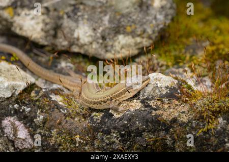 Eine dalmatinische Mauerechse (Podarcis melisellensis), die auf dem Boden ruht, sonniger Tag im Frühling, Cres (Kroatien) Stockfoto