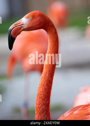 Porträt amerikanischer Flamingo (Phoenicopterus ruber) Stockfoto
