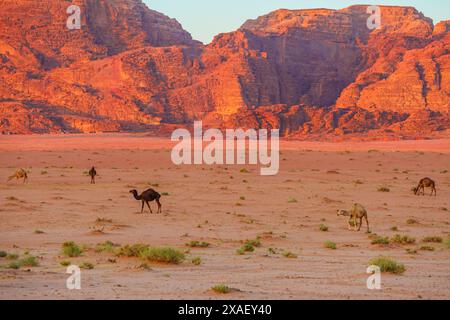 Eine Gruppe freundlicher Kamele vor dem Hintergrund der weitläufigen Sandlandschaft der Wüste Wadi Rum in Jordanien Stockfoto