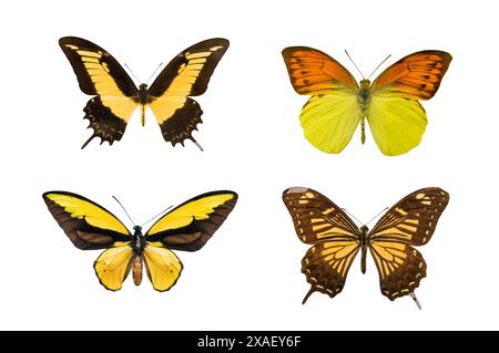 Schmetterlinge mit gelben Flügeln isoliert auf weißem Hintergrund Stockfoto