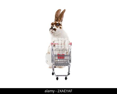 Kaninchen steht mit Supermarktkorb isoliert auf weißem Hintergrund Stockfoto