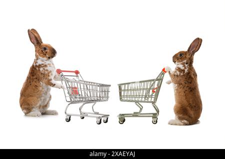 Zwei Kaninchenständer mit Supermarktkorb auf weißem Hintergrund Stockfoto