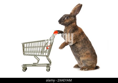 Kaninchen steht mit Supermarktkorb isoliert auf weißem Hintergrund Stockfoto