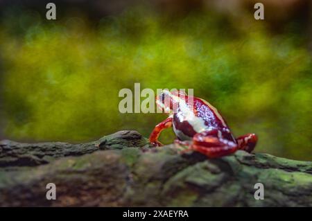 Anthonys Giftpfeilfrosch, Epipedobates anthonyi, auf einem Baumstamm Stockfoto