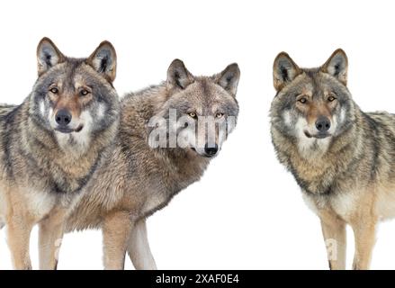 wolfs isoliert auf weißem Hintergrund Stockfoto